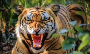 Tiger Roaring and threatening to Stay away !!<br>Royal Bengal Tiger Roaring and threatening to stay away from him, Photographed at Bardia National Park, Bardia, Nepal. and after some minutes it attacked me and my team.

Proof:- Have all the series of Photos while attacking & RAW images with me!!

