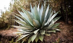 Agave