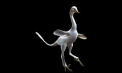 Reconstruction of Halszkaraptor escuilliei (by Lukas Panzarin, scientific supervision by Andrea Cau). This small dinosaur was a close relative of Velociraptor, but in both body shape and inferred lifestyle it much closely recalls some waterbirds like modern swans.