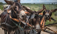 Villagers use donkeys to pull their cart at Magosane village on February 9, 2017 in the North West Province, South Africa.