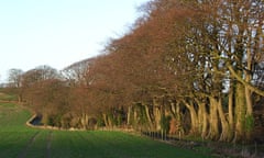 Beeches and farmland near Watership Down.