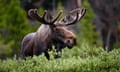 A large male moose standing amid foliage in the forest