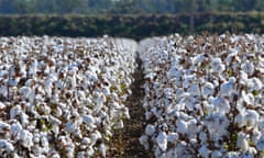 Cotton fields