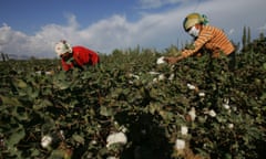 Uyghur women picking cotton in a field in Xinjiang