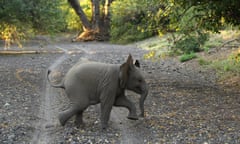 A baby elephant crosses a dry river bed at the Mashatu game in Botswana. 