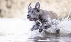 An American XL bully dog running through water