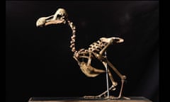 A dodo skeleton. 
