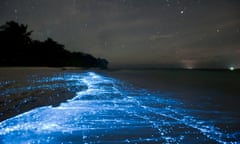 Bioluminescence