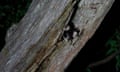 Endangered Greater Glider pokes his head out of their den during a night spotting exercise.