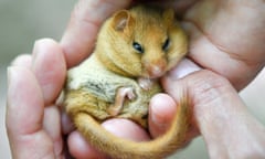 A volunteer checks a hazel dormouse