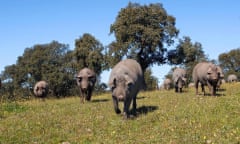 Blackfoot pigs