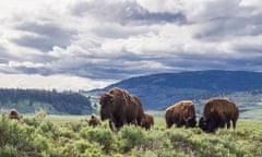 yellowstone bison