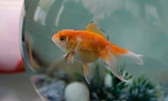 Goldfish in bowl