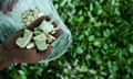 Cocaine base paste and coca leaves at a clandestine farm next to the Inirida River in Colombia