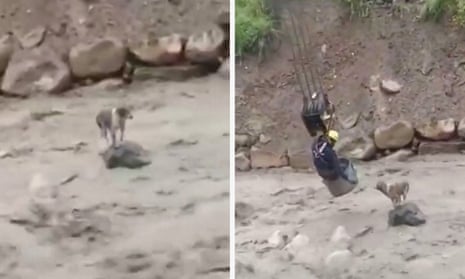 Construction worker saves dog from raging Bolivian river after flooding – video