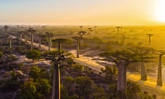 Towering baobabs in Bemokonazy, Madagascar.