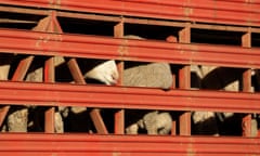 Sheep are seen while being transported on a ship in Fremantle Harbour