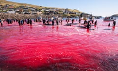 Traditional hunt of pilot whales (Globicephala melas) in Faroe Islands, 6 Sptember 2013.