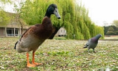 Tall drake standing on grass next to a pigeon.