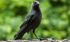 A jackdaws standing on a branch.