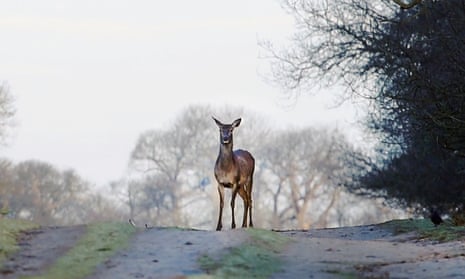 Could a surging deer population ease the UK’s hunger crisis? – video