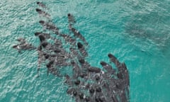A pod of whales is being monitored off the coast of Western Australia amid fears of a mass stranding event.