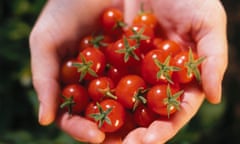 Hands Holding Cherry Tomatoes