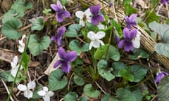 Violet and white violets