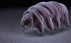 Tardigrade