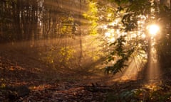 bright yellow early morning sunbeams shining through trees in sherwood forest<br>CYAEDG bright yellow early morning sunbeams shining through trees in sherwood forest