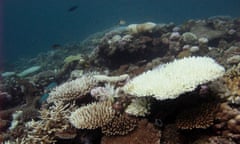 Bleached corals-Mayotte Jun10 David Obura Reefs from Seychelles to South Africa may become functionally extinct due to global heating and overfishing, IUCN study finds