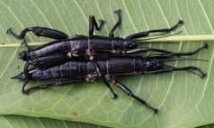 A pair of Lord Howe Island stick insects