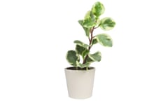 Houseplant MAY 18 Potted Peperomia Obtusifolia Variegata, Variegated Baby Rubber Plant or Radiator plant houseplant. Isolated