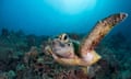 Curious juvenile green sea turtle.