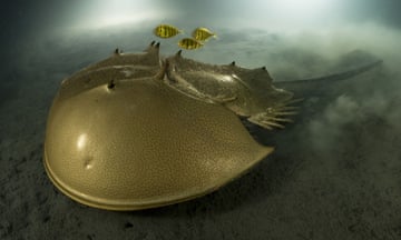 A tri-spine horseshoe crab moves slowly over mud