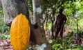 A worker at a cocoa farm in Daloa, Ivory Coast