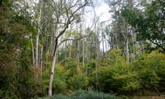 Stricken ash trees puncture the canopy at Warburg Nature Reserve in the Chilterns.