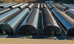 Two long rows of hoop houses covered in tunnels of black plastic.