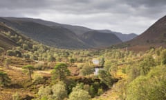 Regenerated woodland in the Scottish Highlands