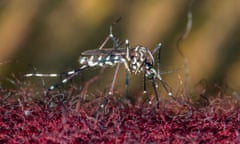 A Tiger Mosquito ( Aedes Albopictus) bites through clothes in Paris, France on 20 August2023. This invasive mosquito brings tropical diseases such dengue, zika or chikungunya.