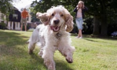 Dog running towards camera