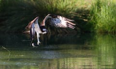 An osprey at Horn Mill Trout Farm in Rutland.