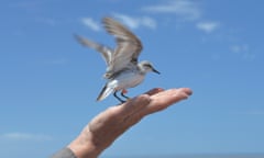 Red-necked Stint