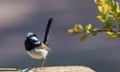 The male superb fairywrens are known for their blue feathers