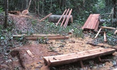 An illegal logging operation in Cameroon.