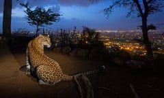 A leopard, its back to the camera but head turned to face it, sits on a hilltop overlooking the lights of a metropolis at dusk.