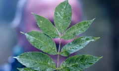 Ash dieback disease has already affected 90% of trees in Denmark