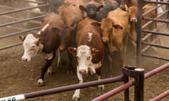 Cattle at the Northern Territory Cattlemen Association's Bohning Yards, Alice Springs