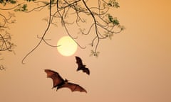 Bat silhouettes agent sunset time