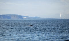 A minke whale roams the North Yorkshire coastline, with Redcar steel plant in the background